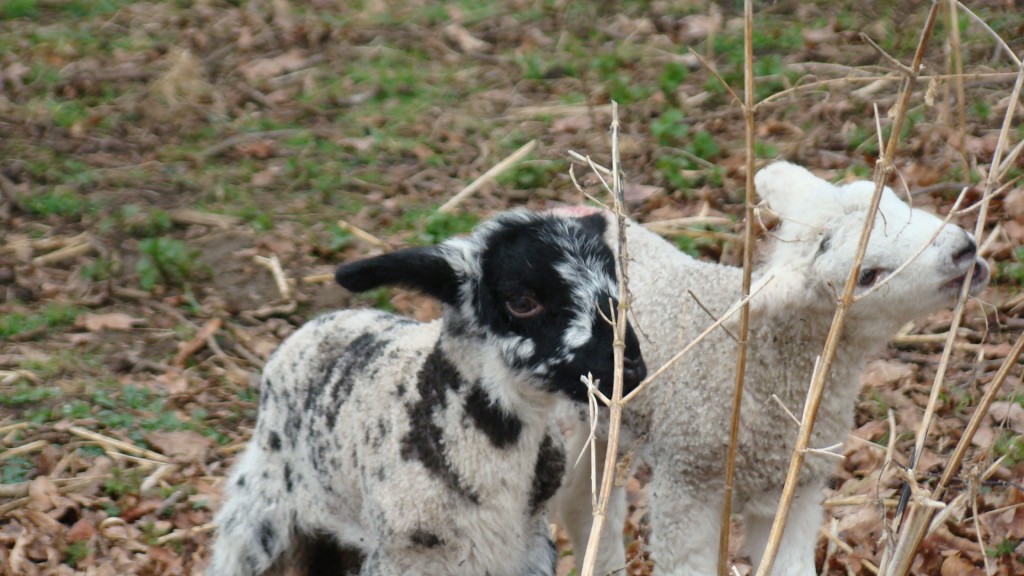 lambs1