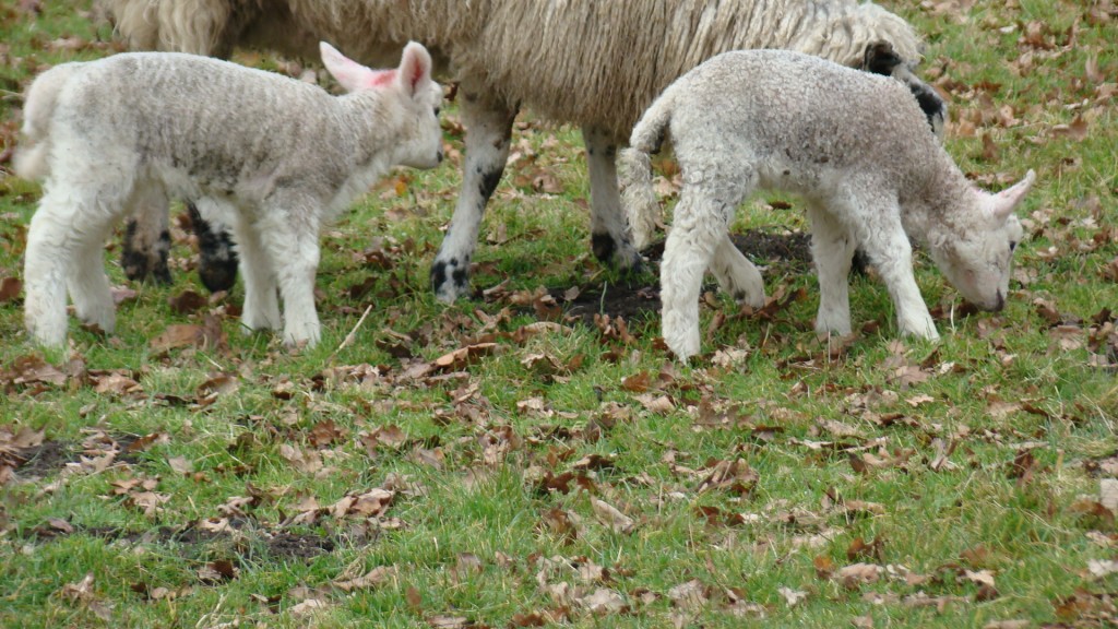 lambs3