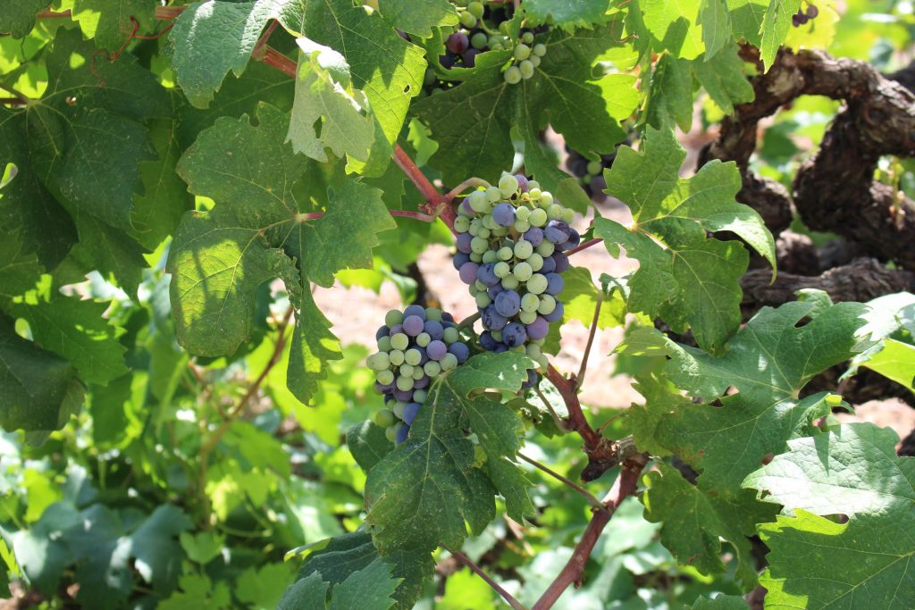 korcula_grapes