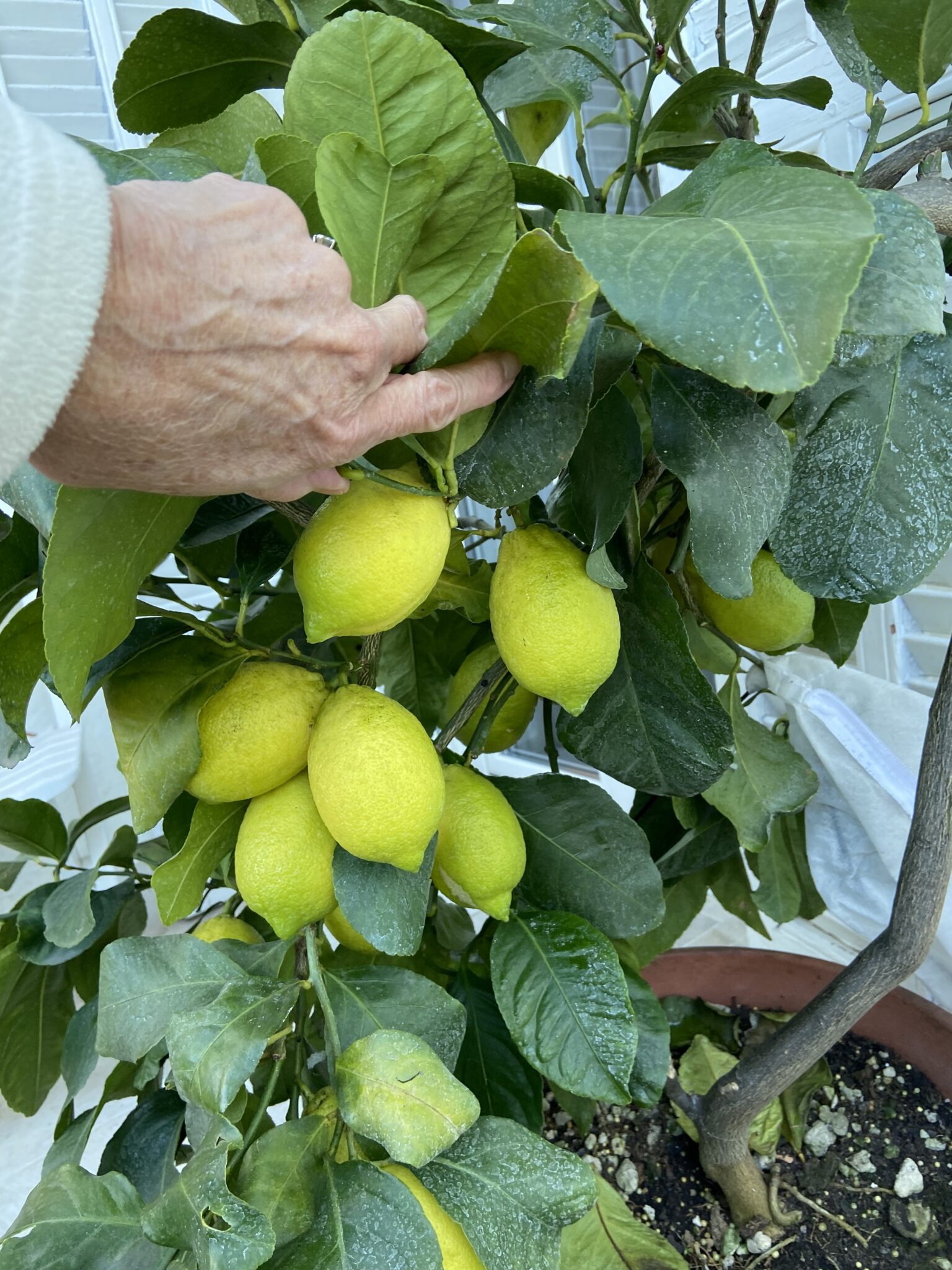 lemon-tree-very-pretty-nancy-goes-to-italy