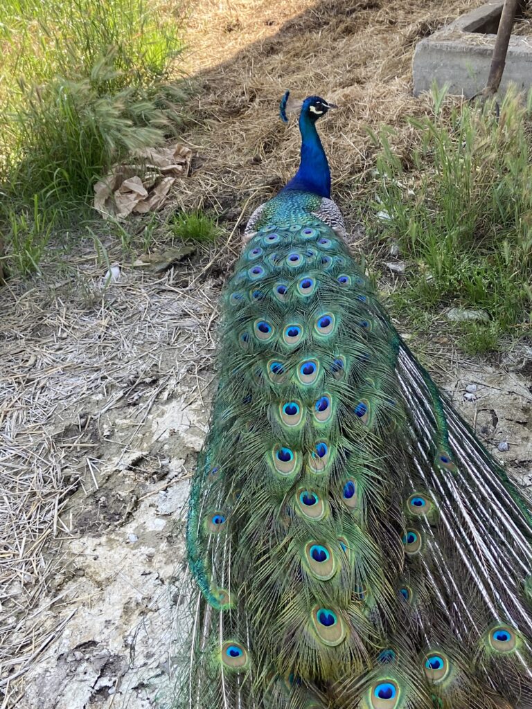 Pavo Complex Peacock Feather Fabric -Tradescant and Son — Kale Tree